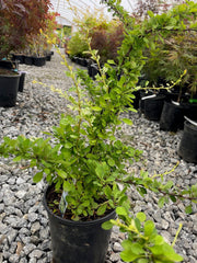 - Berberis thunbergii ‘Lime Glow’ Lime-Green Japanese Barberry - Mr Maple │ Buy Japanese Maple Trees
