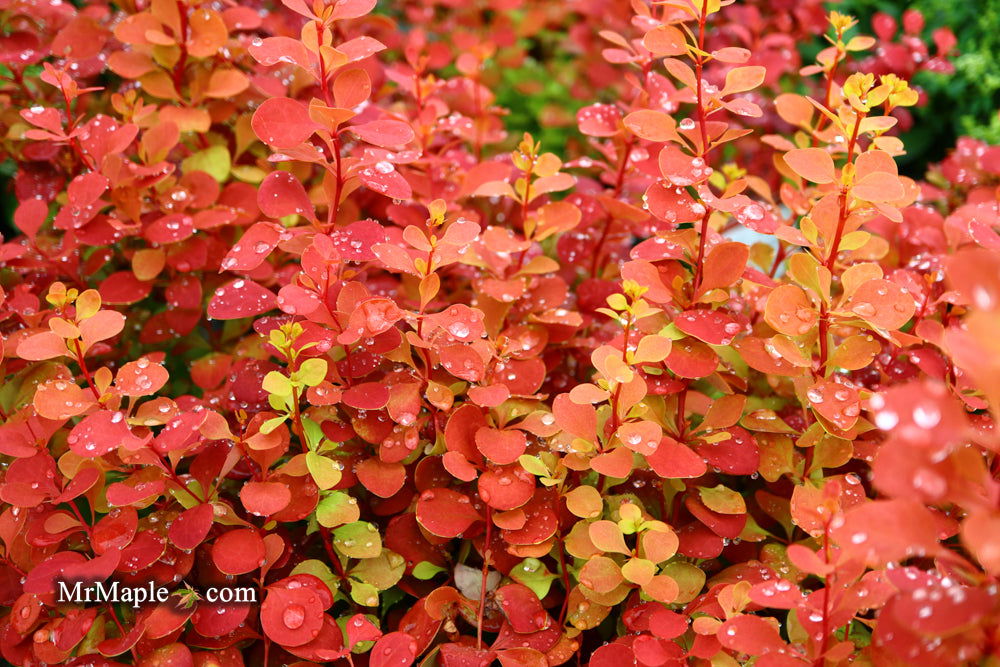 Buy Berberis thunbergii 'Orange Rocket' Japanese Barberry — Mr Maple │ Buy  Japanese Maple Trees