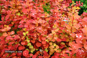 - Berberis thunbergii ‘Orange Rocket’ Japanese Barberry - Mr Maple │ Buy Japanese Maple Trees