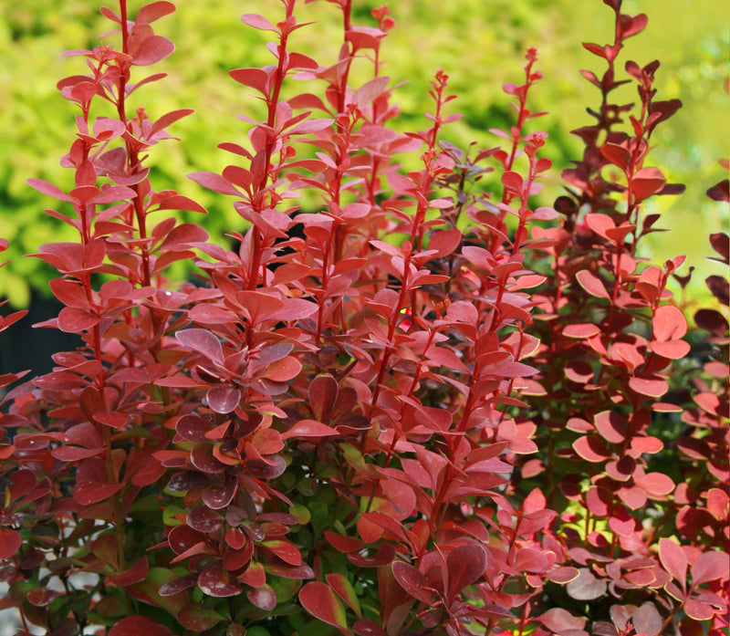 - Berberis thunbergii ‘Orange Rocket’ Japanese Barberry - Mr Maple │ Buy Japanese Maple Trees