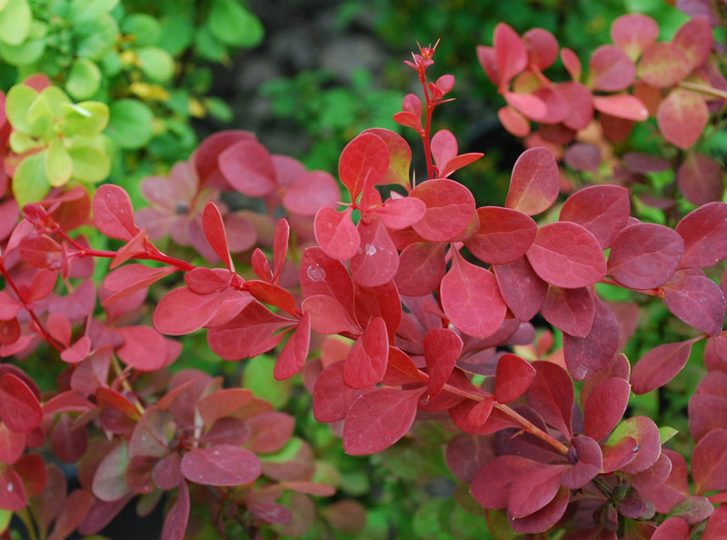 - Berberis thunbergii ‘Orange Rocket’ Japanese Barberry - Mr Maple │ Buy Japanese Maple Trees