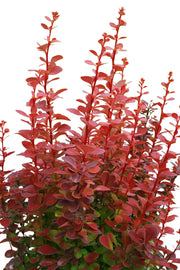 - Berberis thunbergii ‘Orange Rocket’ Japanese Barberry - Mr Maple │ Buy Japanese Maple Trees