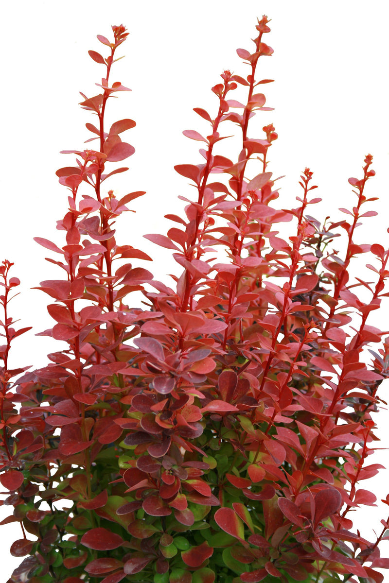 - Berberis thunbergii ‘Orange Rocket’ Japanese Barberry - Mr Maple │ Buy Japanese Maple Trees