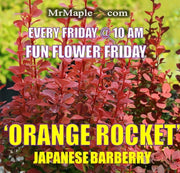 - Berberis thunbergii ‘Orange Rocket’ Japanese Barberry - Mr Maple │ Buy Japanese Maple Trees
