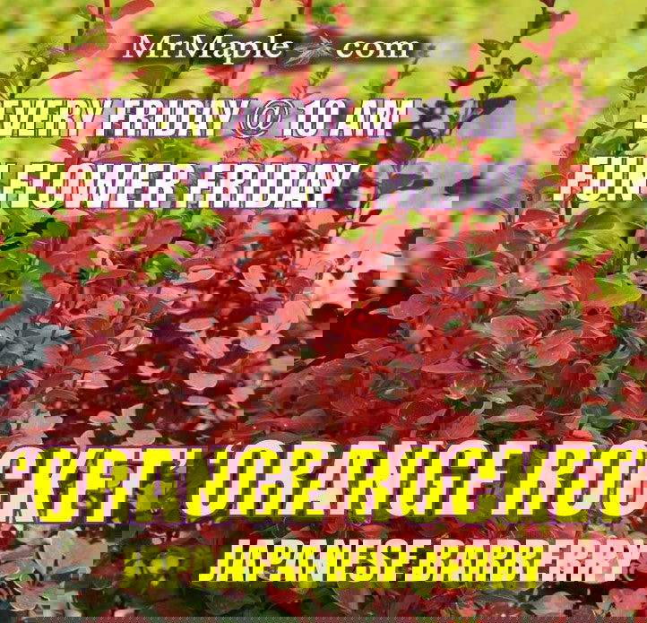 - Berberis thunbergii ‘Orange Rocket’ Japanese Barberry - Mr Maple │ Buy Japanese Maple Trees