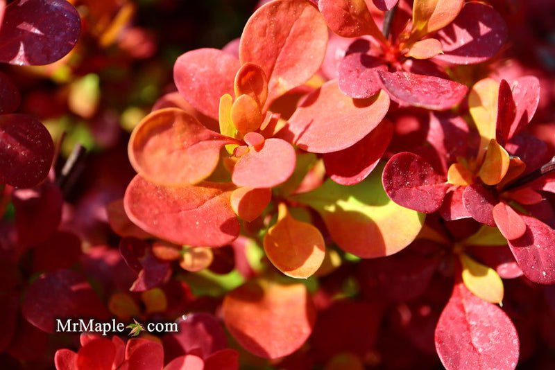 - Berberis thunbergii ‘Orange Rocket’ Japanese Barberry - Mr Maple │ Buy Japanese Maple Trees