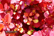 - Berberis thunbergii ‘Orange Rocket’ Japanese Barberry - Mr Maple │ Buy Japanese Maple Trees