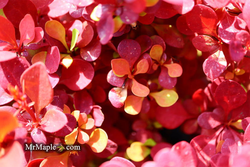 - Berberis thunbergii ‘Orange Rocket’ Japanese Barberry - Mr Maple │ Buy Japanese Maple Trees