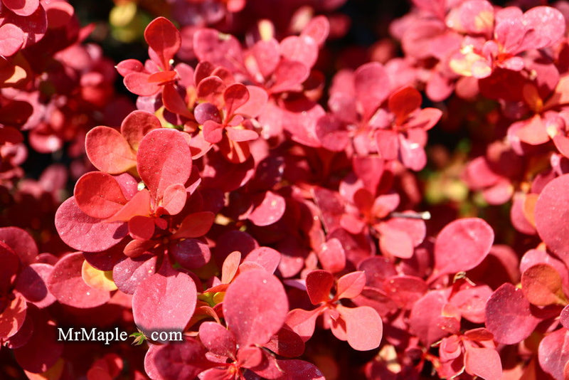 - Berberis thunbergii ‘Orange Rocket’ Japanese Barberry - Mr Maple │ Buy Japanese Maple Trees