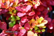 - Berberis thunbergii ‘Orange Rocket’ Japanese Barberry - Mr Maple │ Buy Japanese Maple Trees