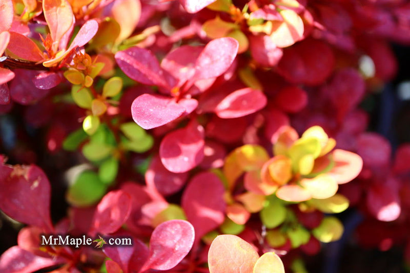 - Berberis thunbergii ‘Orange Rocket’ Japanese Barberry - Mr Maple │ Buy Japanese Maple Trees