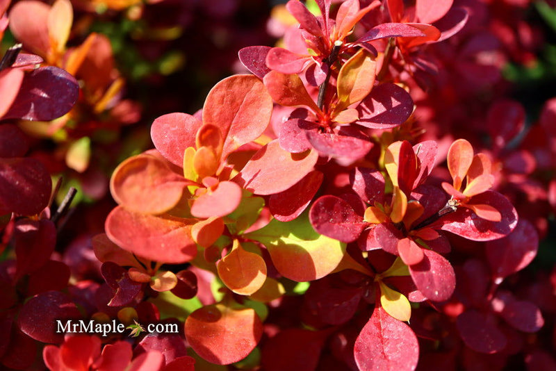 - Berberis thunbergii ‘Orange Rocket’ Japanese Barberry - Mr Maple │ Buy Japanese Maple Trees