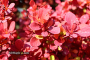 - Berberis thunbergii ‘Orange Rocket’ Japanese Barberry - Mr Maple │ Buy Japanese Maple Trees