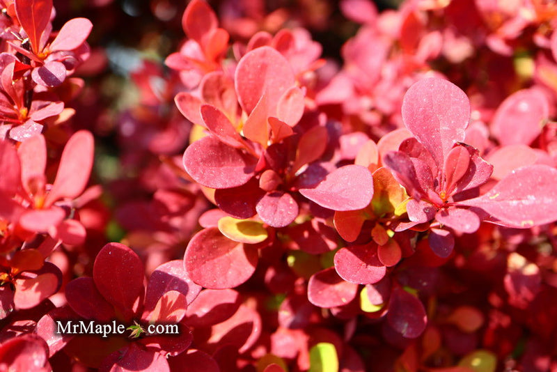 - Berberis thunbergii ‘Orange Rocket’ Japanese Barberry - Mr Maple │ Buy Japanese Maple Trees