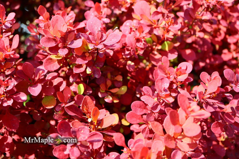 - Berberis thunbergii ‘Orange Rocket’ Japanese Barberry - Mr Maple │ Buy Japanese Maple Trees