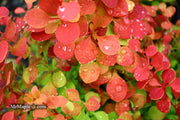 - Berberis thunbergii ‘Orange Rocket’ Japanese Barberry - Mr Maple │ Buy Japanese Maple Trees