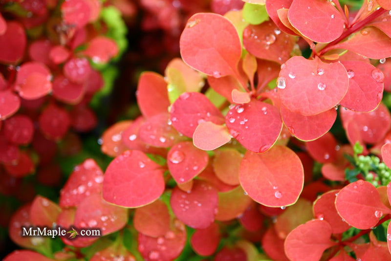 - Berberis thunbergii ‘Orange Rocket’ Japanese Barberry - Mr Maple │ Buy Japanese Maple Trees