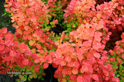 - Berberis thunbergii ‘Orange Rocket’ Japanese Barberry - Mr Maple │ Buy Japanese Maple Trees