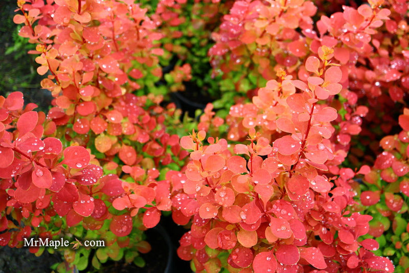 - Berberis thunbergii ‘Orange Rocket’ Japanese Barberry - Mr Maple │ Buy Japanese Maple Trees