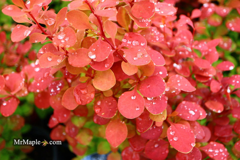 - Berberis thunbergii ‘Orange Rocket’ Japanese Barberry - Mr Maple │ Buy Japanese Maple Trees