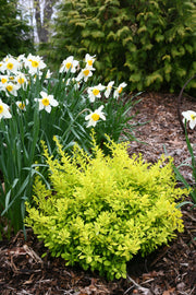 - Berberis thunbergii ‘Sunjoy Citrus®’ Japanese Barberry - Mr Maple │ Buy Japanese Maple Trees