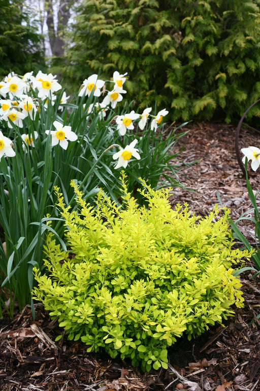 - Berberis thunbergii ‘Sunjoy Citrus®’ Japanese Barberry - Mr Maple │ Buy Japanese Maple Trees