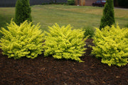 - Berberis thunbergii ‘Sunjoy Citrus®’ Japanese Barberry - Mr Maple │ Buy Japanese Maple Trees