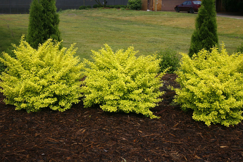 - Berberis thunbergii ‘Sunjoy Citrus®’ Japanese Barberry - Mr Maple │ Buy Japanese Maple Trees