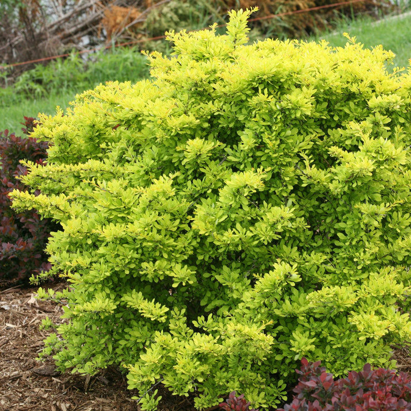 - Berberis thunbergii ‘Sunjoy Citrus®’ Japanese Barberry - Mr Maple │ Buy Japanese Maple Trees