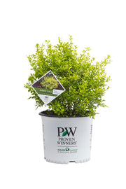 - Berberis thunbergii ‘Sunjoy Citrus®’ Japanese Barberry - Mr Maple │ Buy Japanese Maple Trees