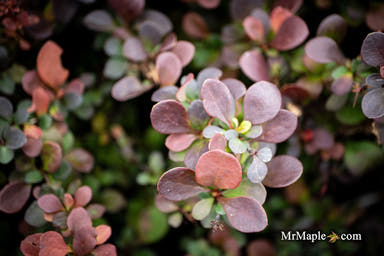 - Berberis thunbergii ‘Sunjoy Mini Maroon®’ Purple-Red Japanese Barberry - Mr Maple │ Buy Japanese Maple Trees