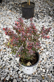 - Berberis thunbergii ‘Sunjoy Mini Maroon®’ Purple-Red Japanese Barberry - Mr Maple │ Buy Japanese Maple Trees