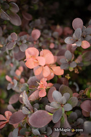 - Berberis thunbergii ‘Sunjoy Mini Maroon®’ Purple-Red Japanese Barberry - Mr Maple │ Buy Japanese Maple Trees