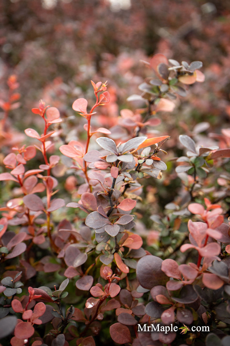 - Berberis thunbergii ‘Sunjoy Mini Maroon®’ Purple-Red Japanese Barberry - Mr Maple │ Buy Japanese Maple Trees