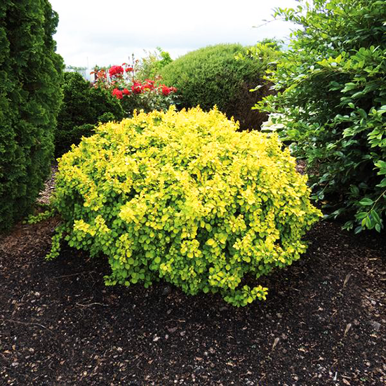 Dwarf Japanese Barberry Great Plant Pick: Dwarf Purpleleaf Japanese
