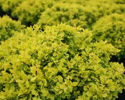 - Berberis thunbergii ‘Tiny Gold’ Dwarf Japanese Barberry - Mr Maple │ Buy Japanese Maple Trees