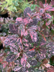 - Berberis thunbergii atropurpurea ‘Rose Glow’ Japanese Barberry - Mr Maple │ Buy Japanese Maple Trees