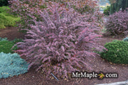 - Berberis thunbergii atropurpurea ‘Rose Glow’ Japanese Barberry - Mr Maple │ Buy Japanese Maple Trees