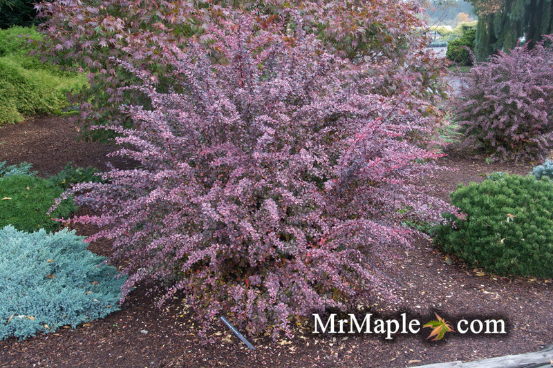 - Berberis thunbergii atropurpurea ‘Rose Glow’ Japanese Barberry - Mr Maple │ Buy Japanese Maple Trees
