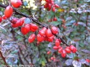 - Berberis thunbergii atropurpurea ‘Rose Glow’ Japanese Barberry - Mr Maple │ Buy Japanese Maple Trees