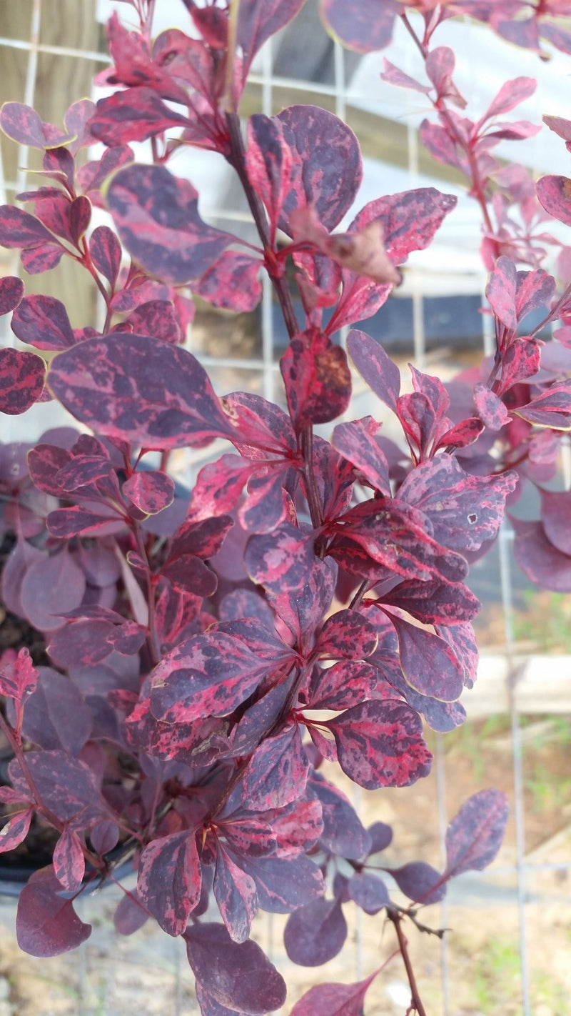 - Berberis thunbergii atropurpurea ‘Rose Glow’ Japanese Barberry - Mr Maple │ Buy Japanese Maple Trees