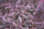 - Berberis thunbergii atropurpurea ‘Rose Glow’ Japanese Barberry - Mr Maple │ Buy Japanese Maple Trees
