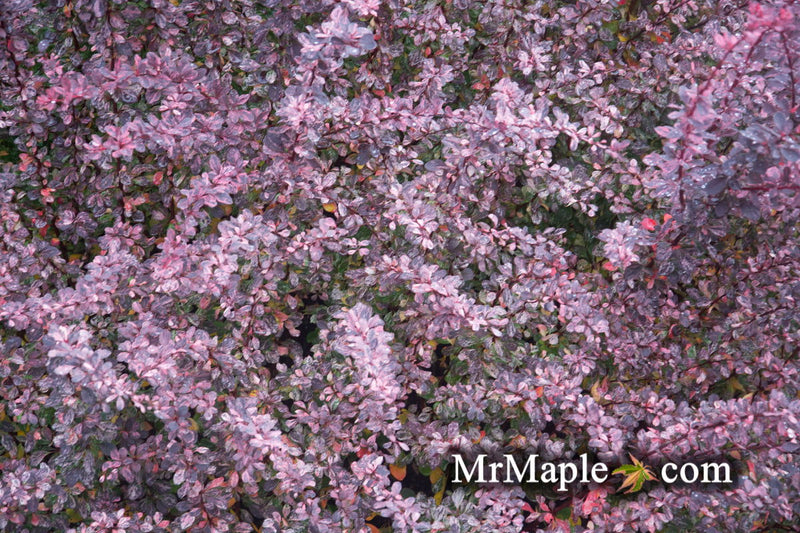 - Berberis thunbergii atropurpurea ‘Rose Glow’ Japanese Barberry - Mr Maple │ Buy Japanese Maple Trees