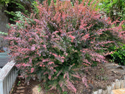 - Berberis thunbergii atropurpurea ‘Rose Glow’ Japanese Barberry - Mr Maple │ Buy Japanese Maple Trees