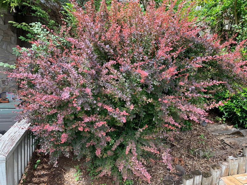- Berberis thunbergii atropurpurea ‘Rose Glow’ Japanese Barberry - Mr Maple │ Buy Japanese Maple Trees