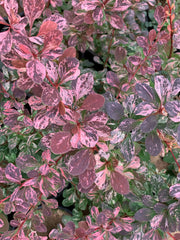 - Berberis thunbergii atropurpurea ‘Rose Glow’ Japanese Barberry - Mr Maple │ Buy Japanese Maple Trees