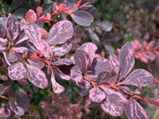 - Berberis thunbergii atropurpurea ‘Rose Glow’ Japanese Barberry - Mr Maple │ Buy Japanese Maple Trees
