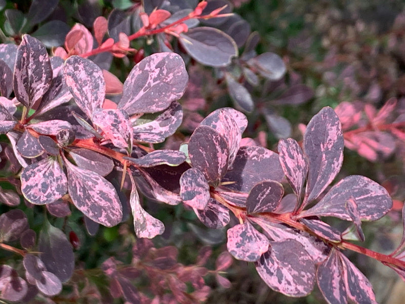 - Berberis thunbergii atropurpurea ‘Rose Glow’ Japanese Barberry - Mr Maple │ Buy Japanese Maple Trees