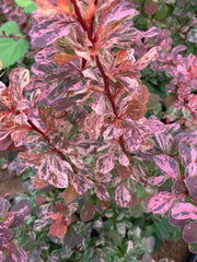 - Berberis thunbergii atropurpurea ‘Rose Glow’ Japanese Barberry - Mr Maple │ Buy Japanese Maple Trees