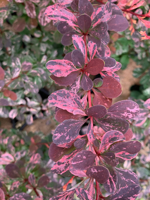 - Berberis thunbergii atropurpurea ‘Rose Glow’ Japanese Barberry - Mr Maple │ Buy Japanese Maple Trees